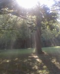 Sunlight thru trees2