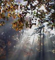 Sunlight thru trees-edited