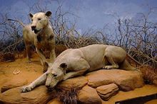 The Tsavo Man-Eaters ("The Ghost" and "The Darkness") on display at the Field Museum of Natural History, Chicago, IL