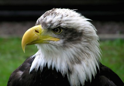 Eagle head