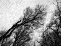 wintertree-charcoal